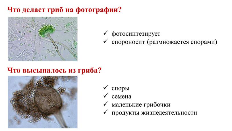Что делает гриб на фотографии? фотосинтезирует спороносит (размножается спорами)