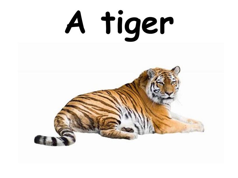 A tiger