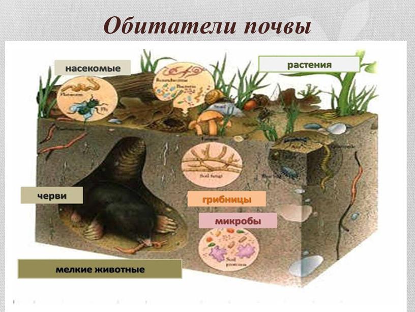 Обитатели почвы