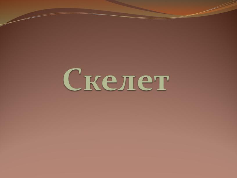 Скелет