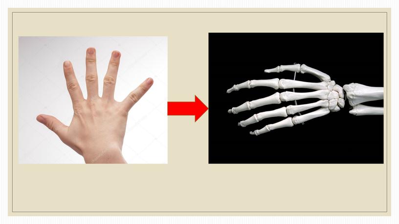 Презентация по биологии Совершенство человеческой руки