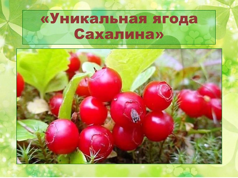 «Уникальная ягода Сахалина»