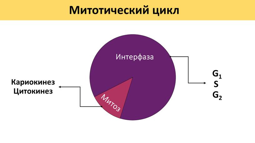 Митотический цикл Митоз Интерфаза