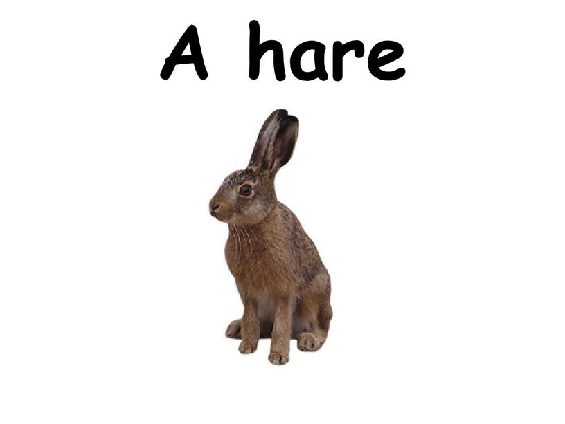 A hare