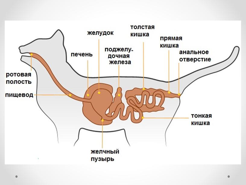 Класс Млекопитающие