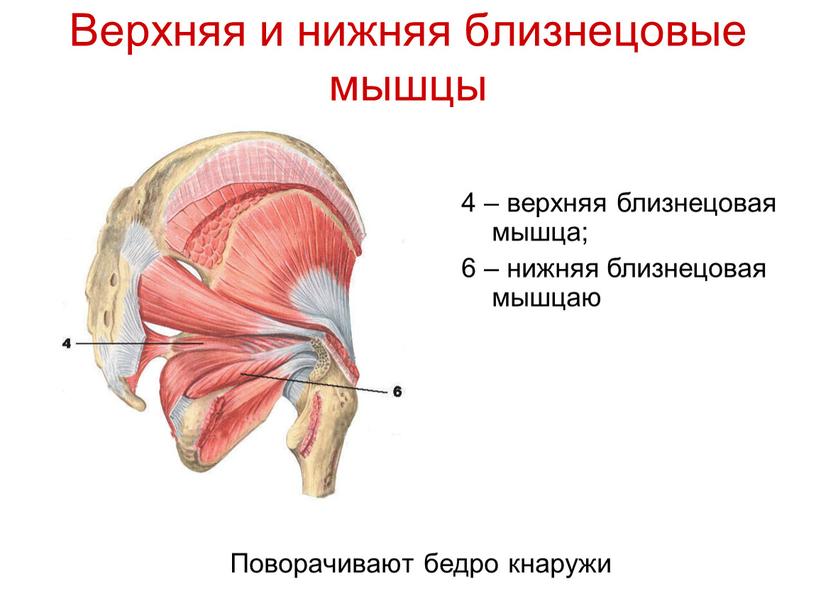 Верхняя и нижняя близнецовые мышцы