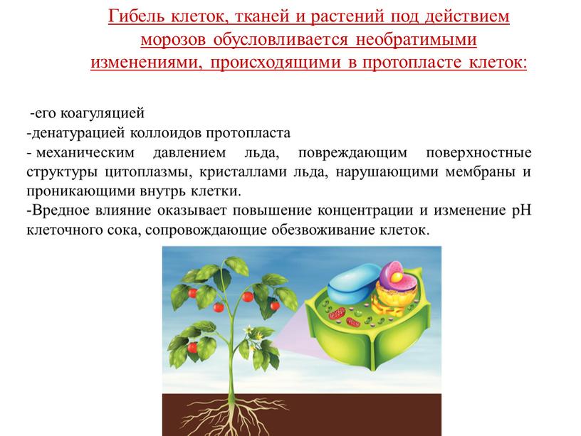 Вредное влияние оказывает повышение концентрации и изменение рН клеточного сока, сопровождающие обезвоживание клеток