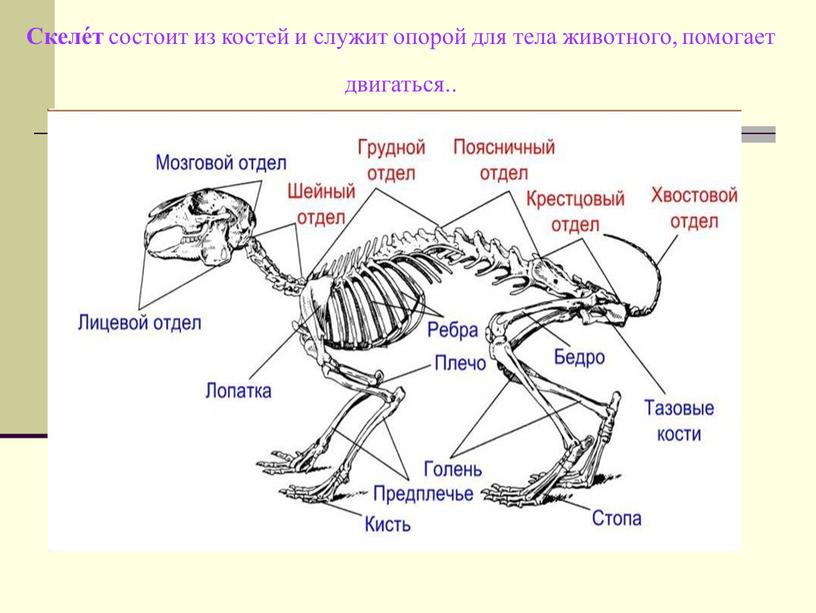 Скеле́т состоит из костей и служит опорой для тела животного, помогает двигаться