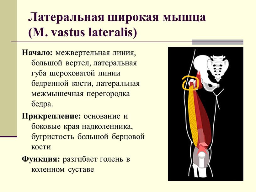 Латеральная широкая мышца (M. vastus lateralis)