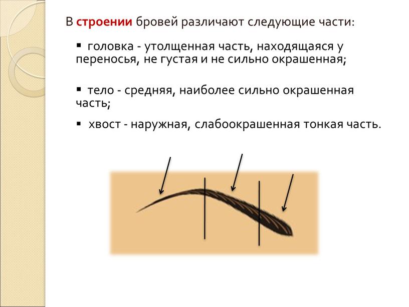 В строении бровей различают следующие части: головка - утолщенная часть, находящаяся у переносья, не густая и не сильно окрашенная; тело - средняя, наиболее сильно окрашенная…