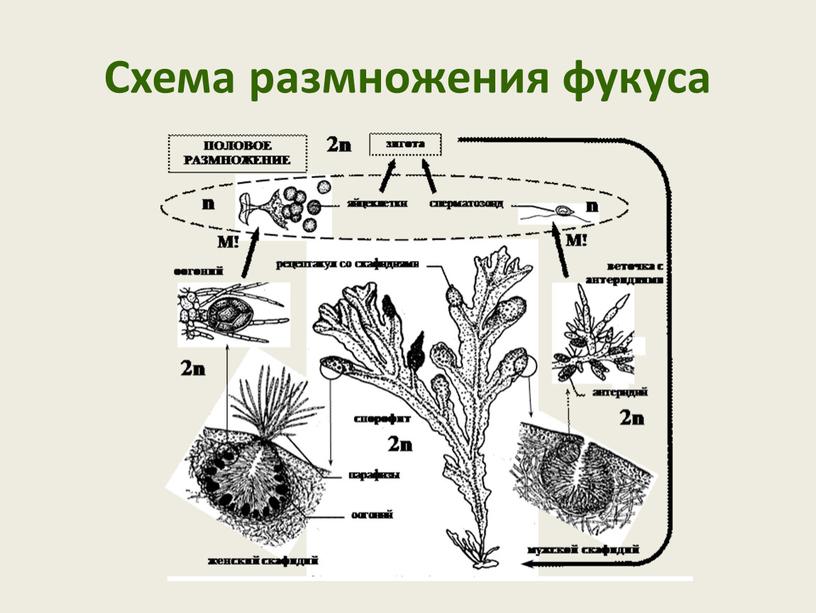 Схема размножения фукуса