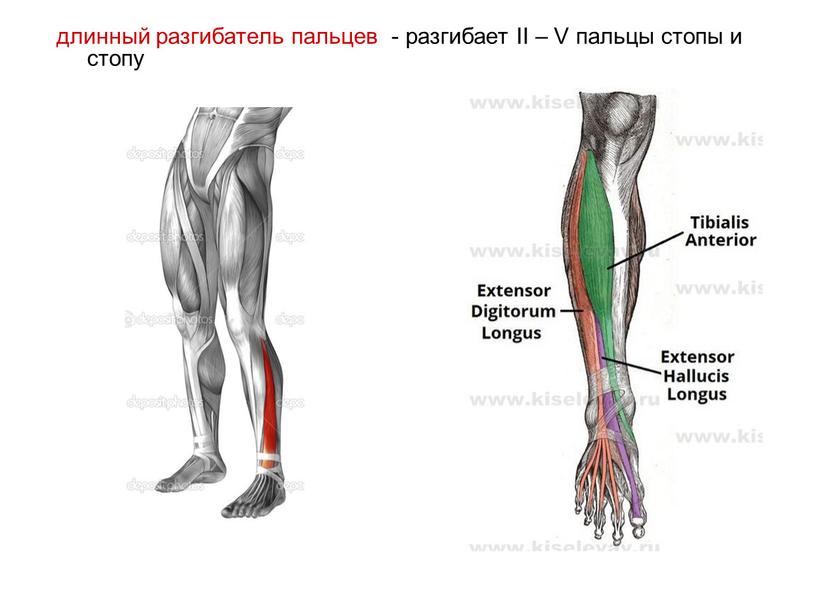 длинный разгибатель пальцев - разгибает II – V пальцы стопы и стопу