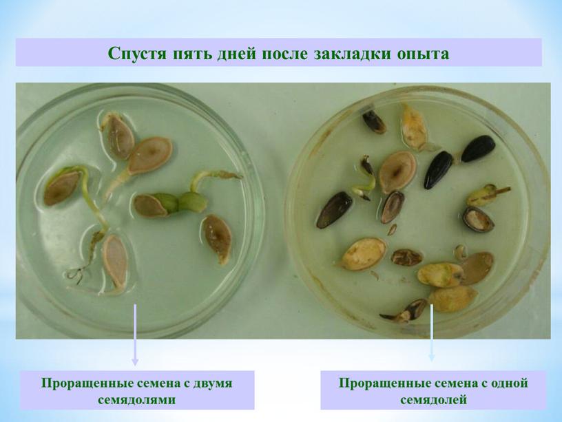 Спустя пять дней после закладки опыта