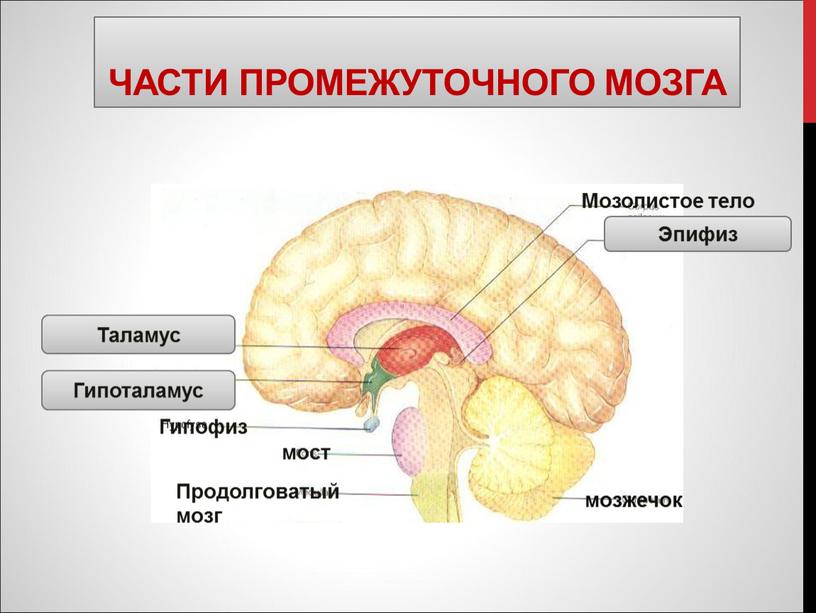 Части промежуточного мозга Эпифиз