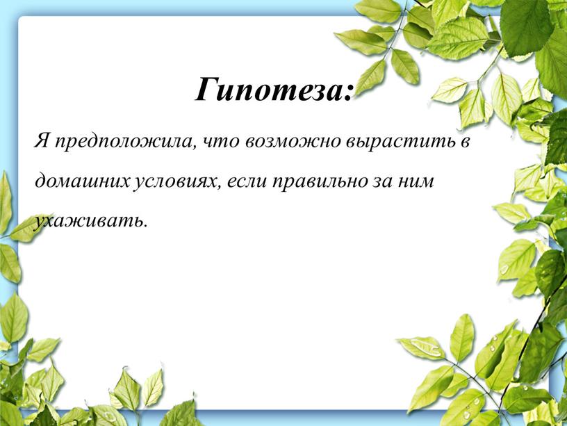 Гипотеза: Я предположила, что возможно вырастить в домашних условиях, если правильно за ним ухаживать