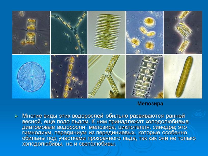 Многие виды этих водорослей обильно развиваются ранней весной, еще подо льдом