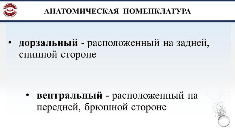 АНАТОМИЧЕСКАЯ НОМЕНКЛАТУРА дорзальный - расположенный на задней, спинной стороне вентральный - расположенный на передней, брюшной стороне