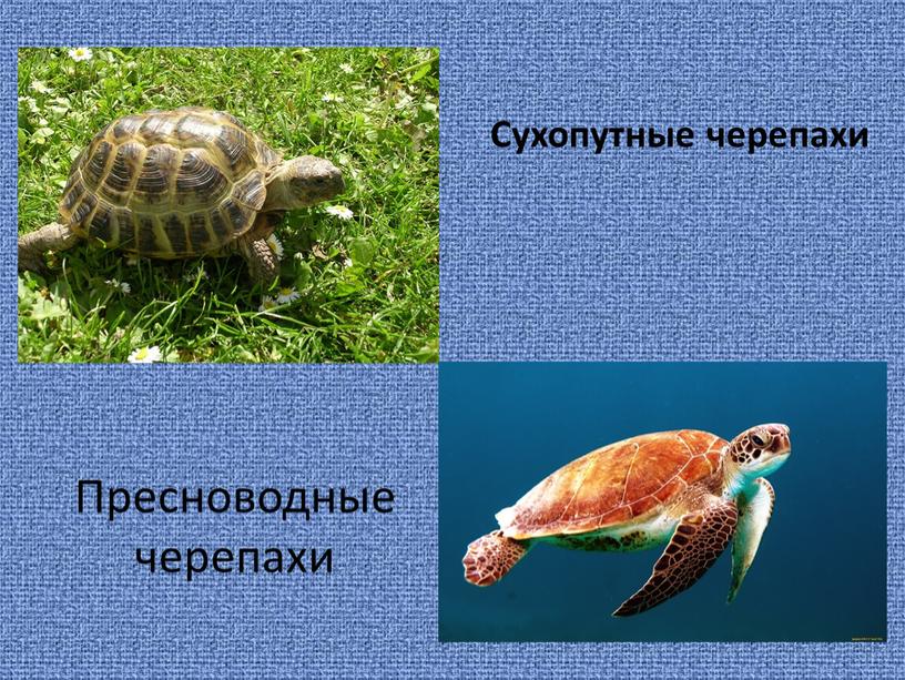 Пресноводные черепахи Сухопутные черепахи