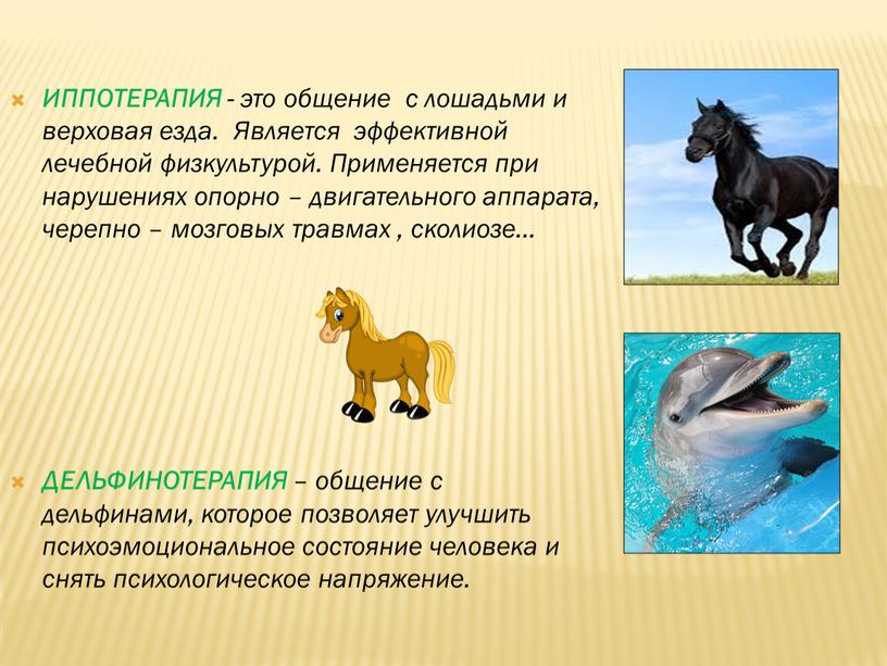 ИППОТЕРАПИЯ - это общение с лошадьми и верховая езда