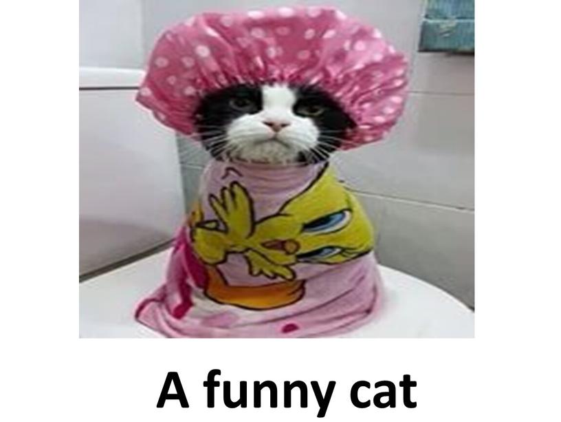 A funny cat