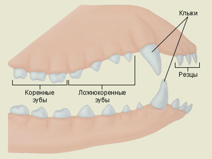 Млекопитающие , 8класс, биология