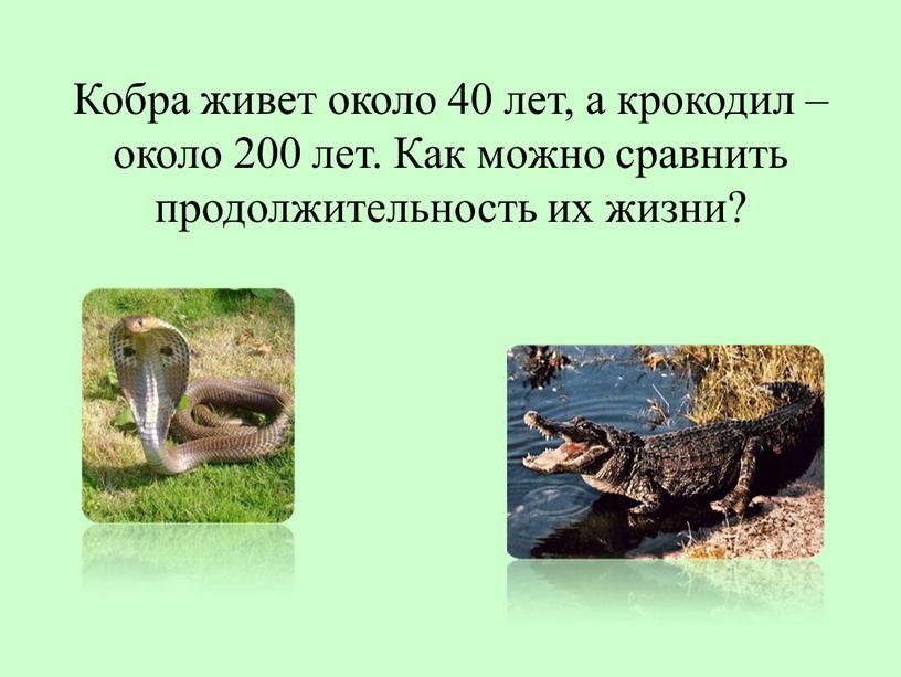Кобра живет около 40 лет, а крокодил – около 200 лет