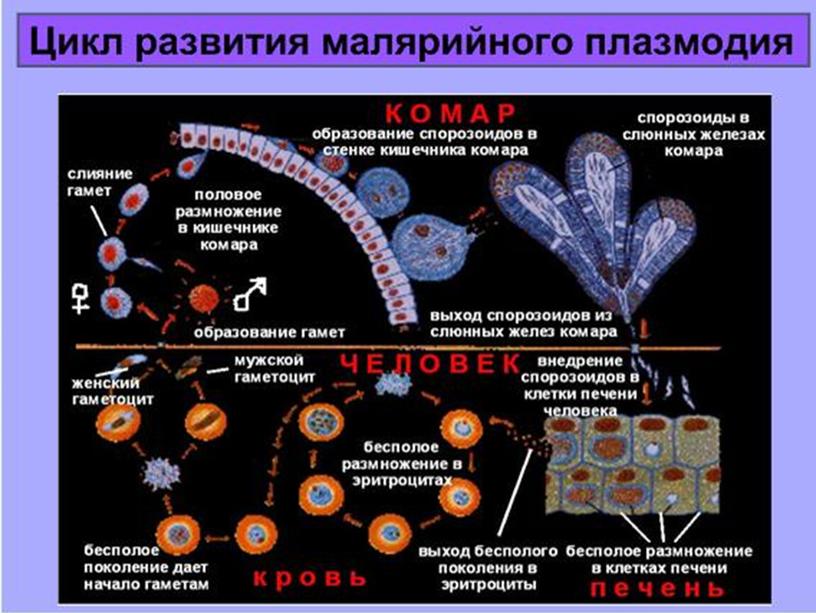 Презентация по биологии 7 класс "Общая характеристика простейших"