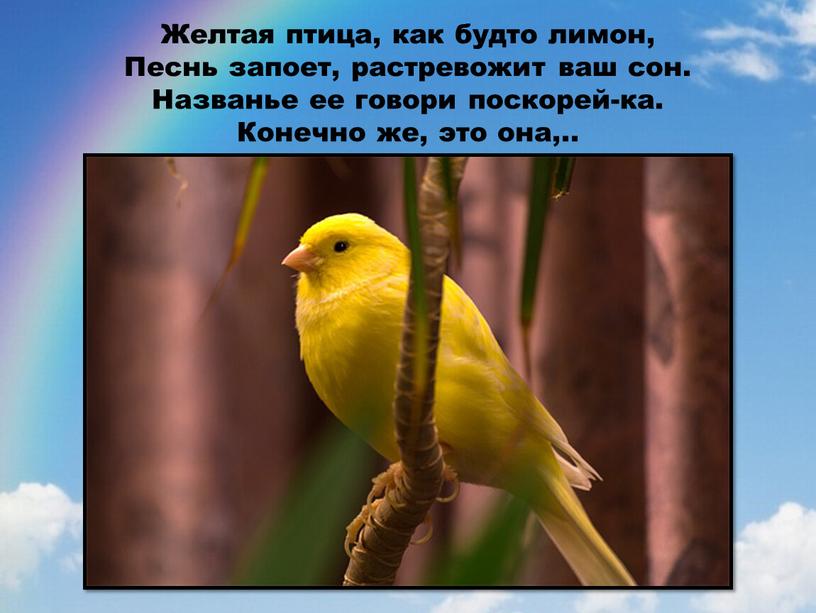 Желтая птица, как будто лимон,