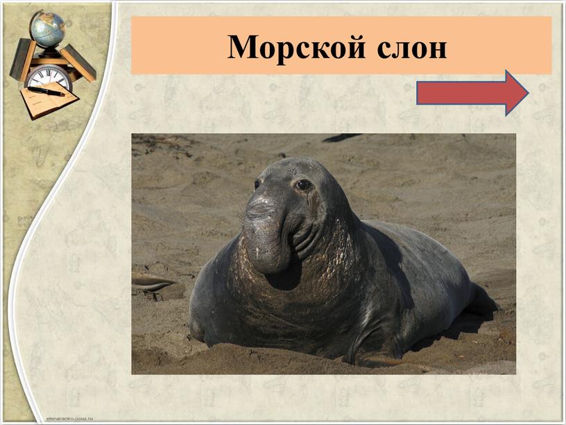 Морской слон