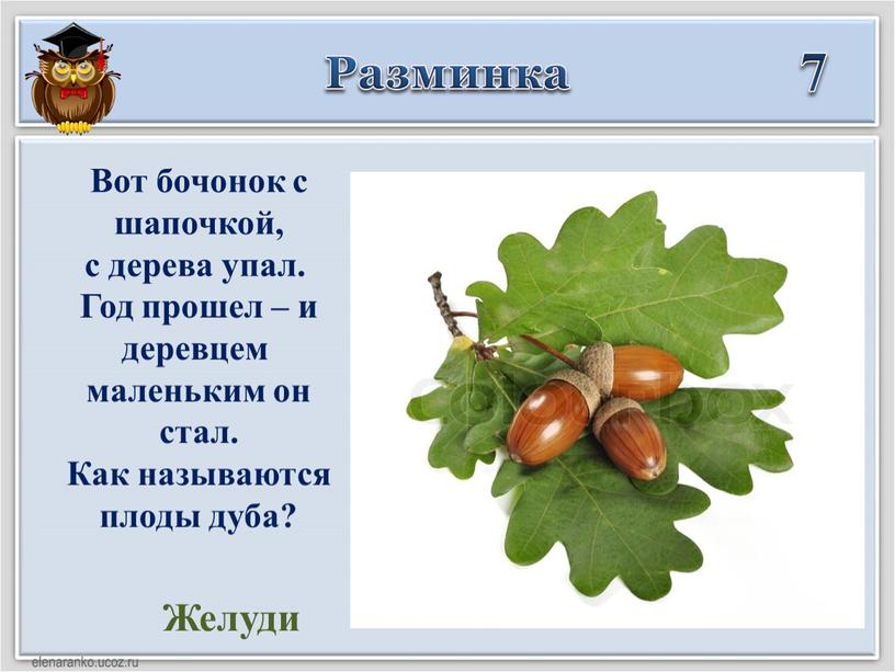 Разминка 7 Желуди Вот бочонок с шапочкой, с дерева упал