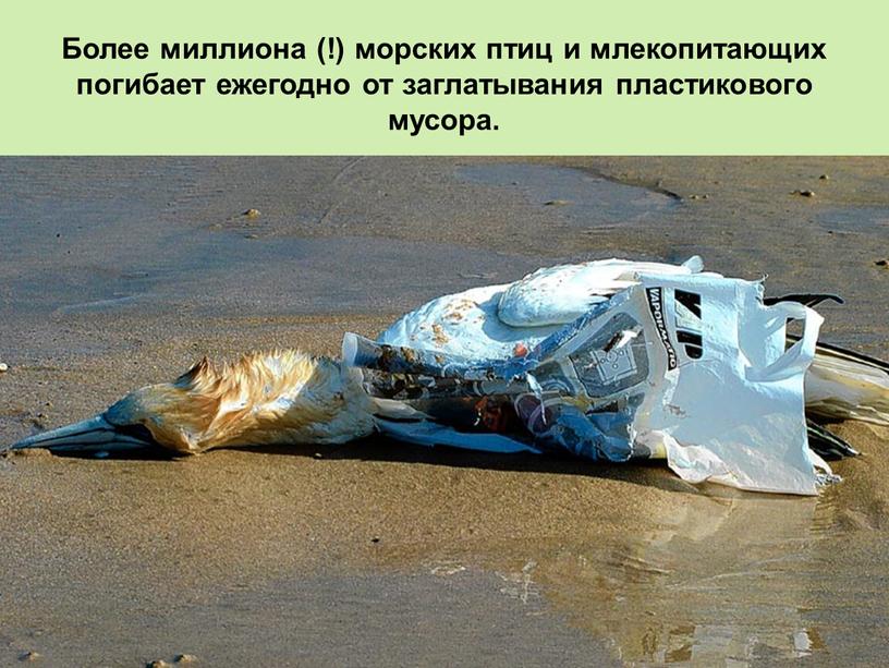 Более миллиона (!) морских птиц и млекопитающих погибает ежегодно от заглатывания пластикового мусора