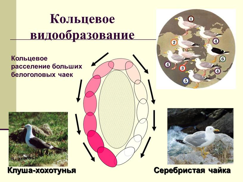 Кольцевое видообразование Кольцевое расселение больших белоголовых чаек