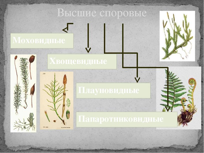 Высшие споровые растения