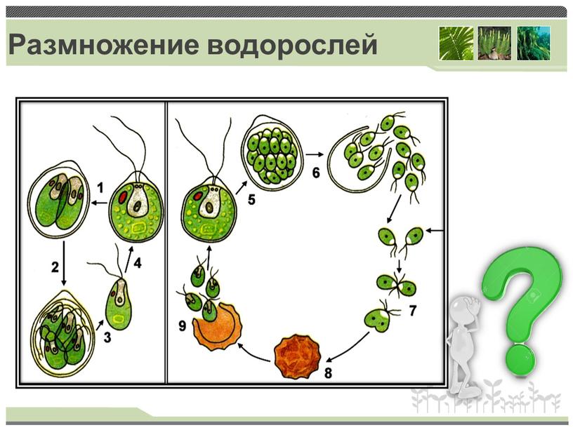 Размножение водорослей