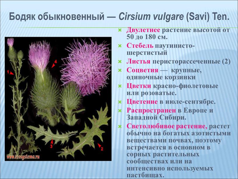 Бодяк обыкновенный — Cirsium vulgare (Savi)