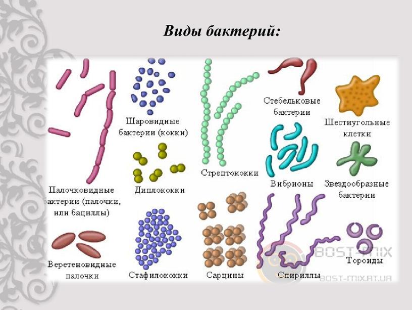 Виды бактерий: