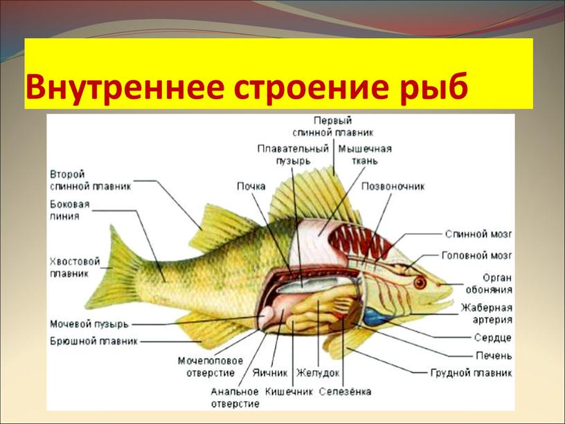 Внутреннее строение рыб