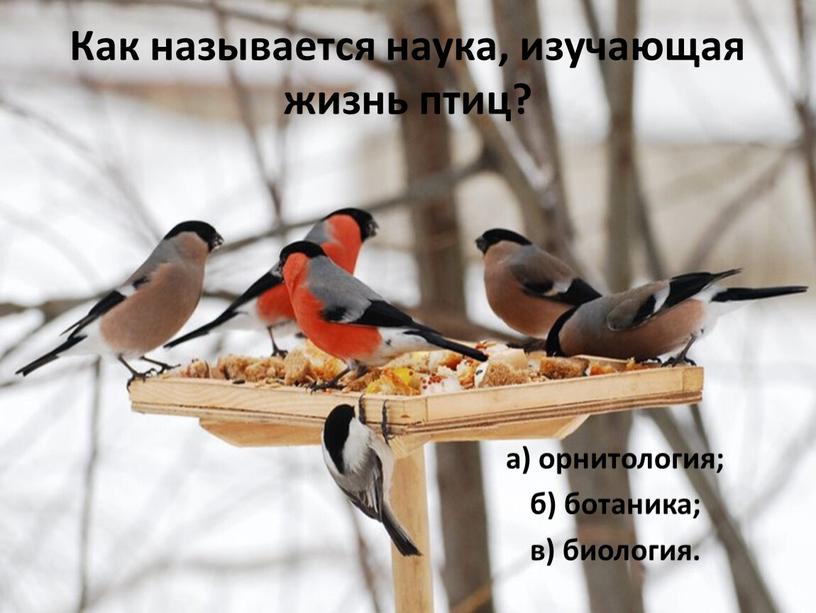 Как называется наука, изучающая жизнь птиц? а) орнитология; б) ботаника; в) биология