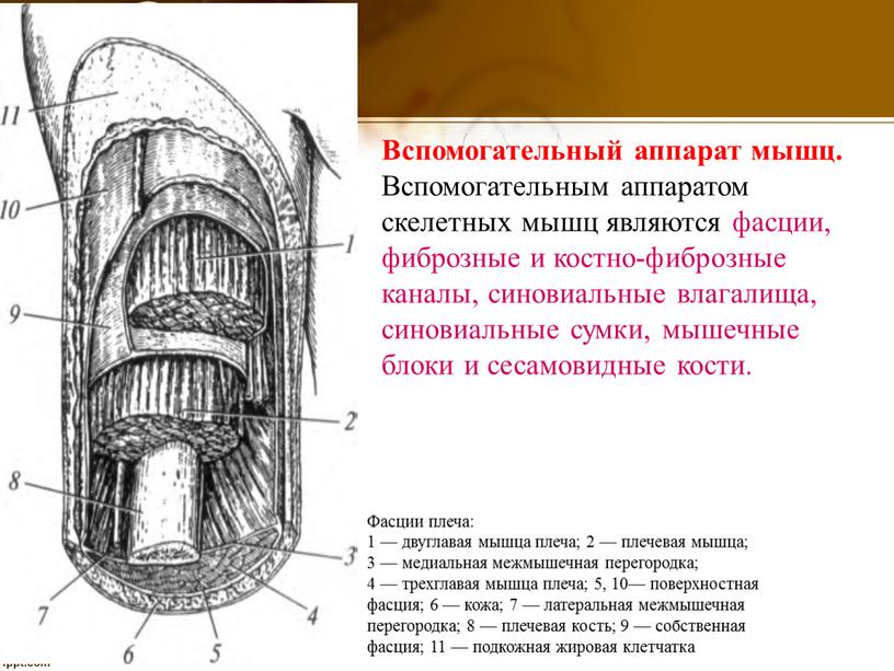 Вспомогательный аппарат мышц.