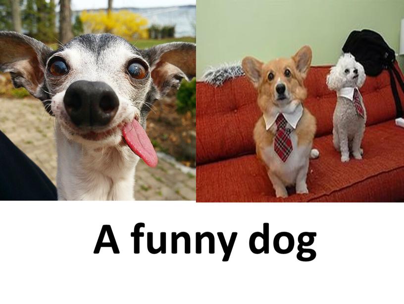 A funny dog