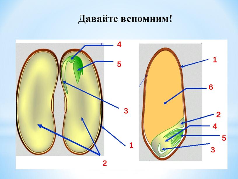 Давайте вспомним!