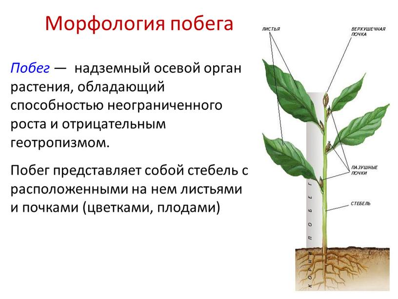 Морфология побега Побег — надземный осевой орган растения, обладающий способностью неограниченного роста и отрицательным геотропизмом