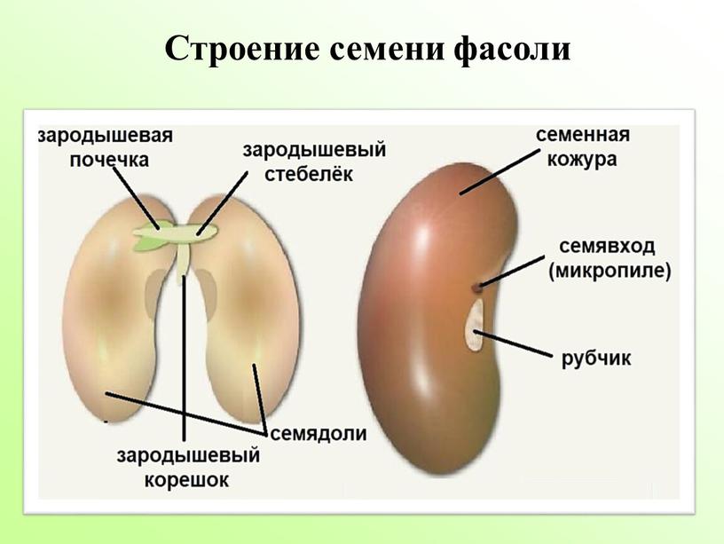 Строение семени фасоли