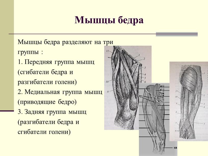 Мышцы бедра Мышцы бедра разделяют на три группы : 1