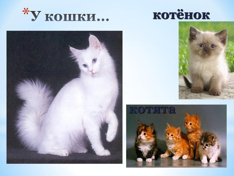 У кошки… котята котёнок