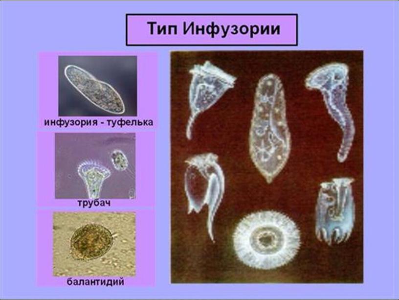 Презентация по биологии 7 класс "Общая характеристика простейших"