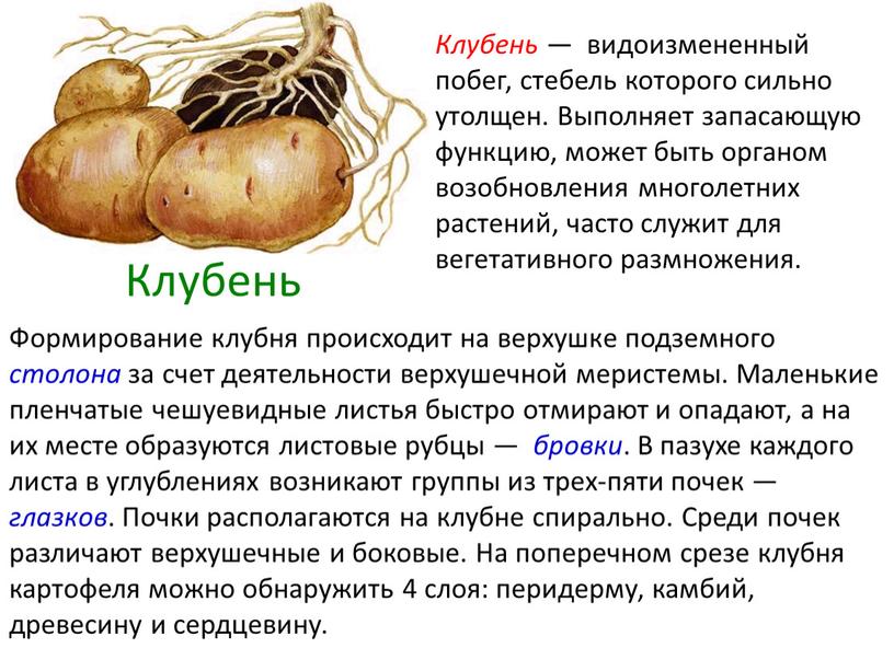 Формирование клубня происходит на верхушке подземного столона за счет деятельности верхушечной меристемы