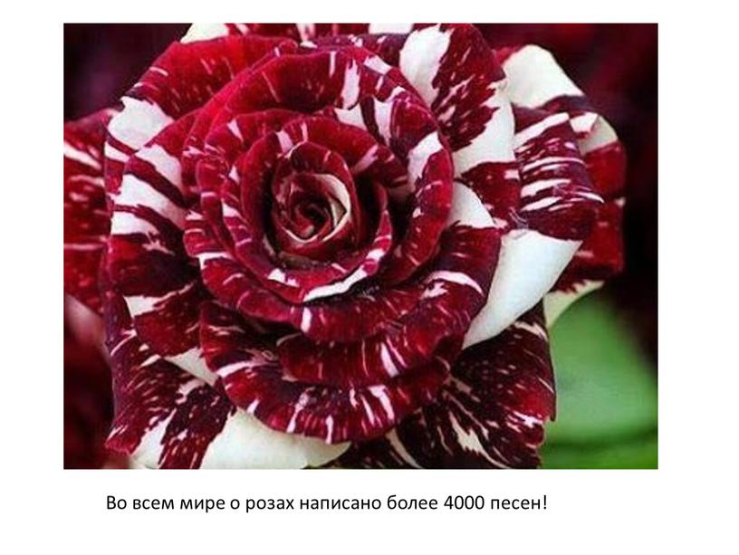 Во всем мире о розах написано более 4000 песен!