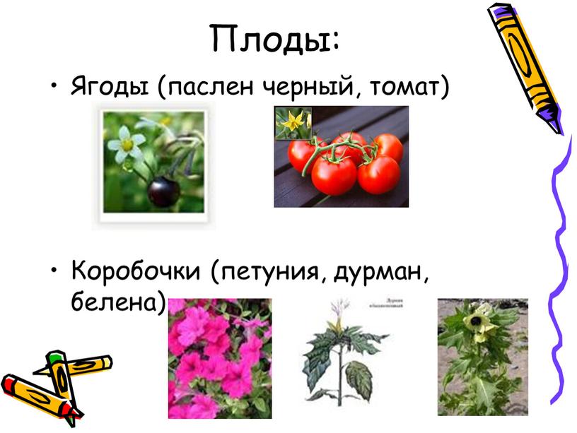 Плоды: Ягоды (паслен черный, томат)