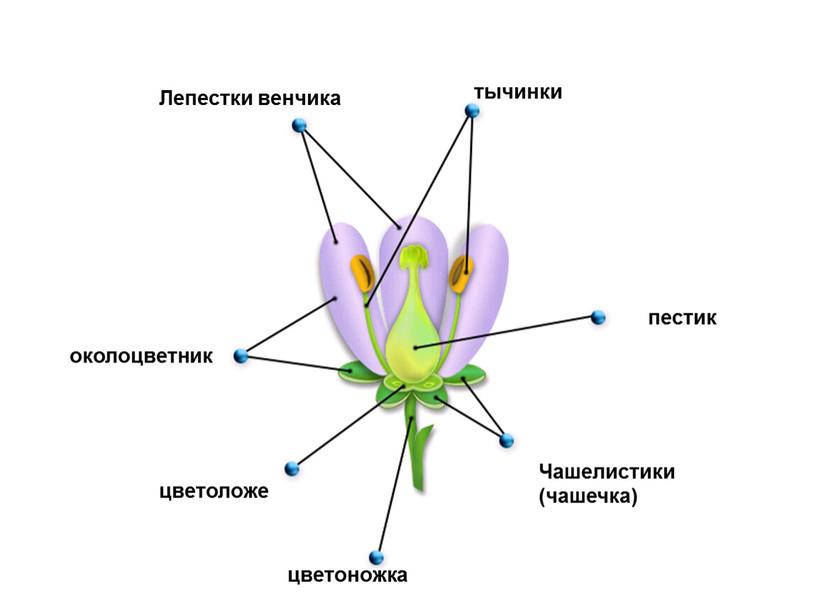 Лепестки венчика тычинки пестик околоцветник цветоложе